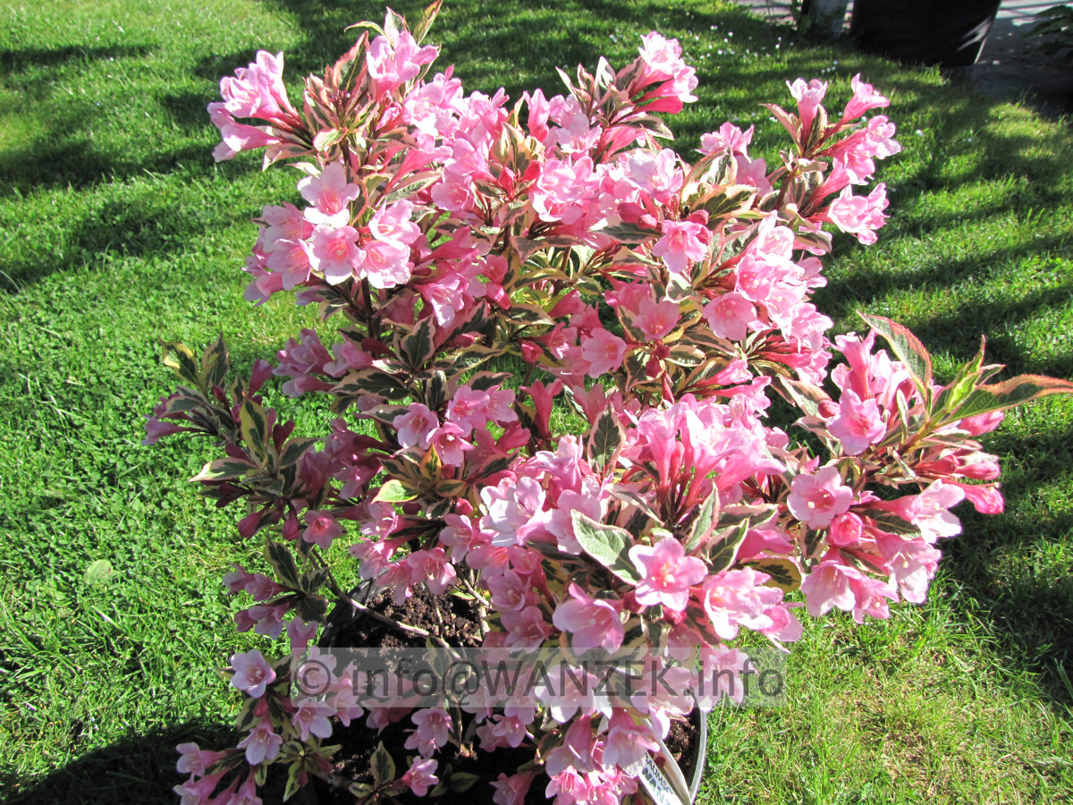 Weigela florida Magical Rainbow 08.JPG
